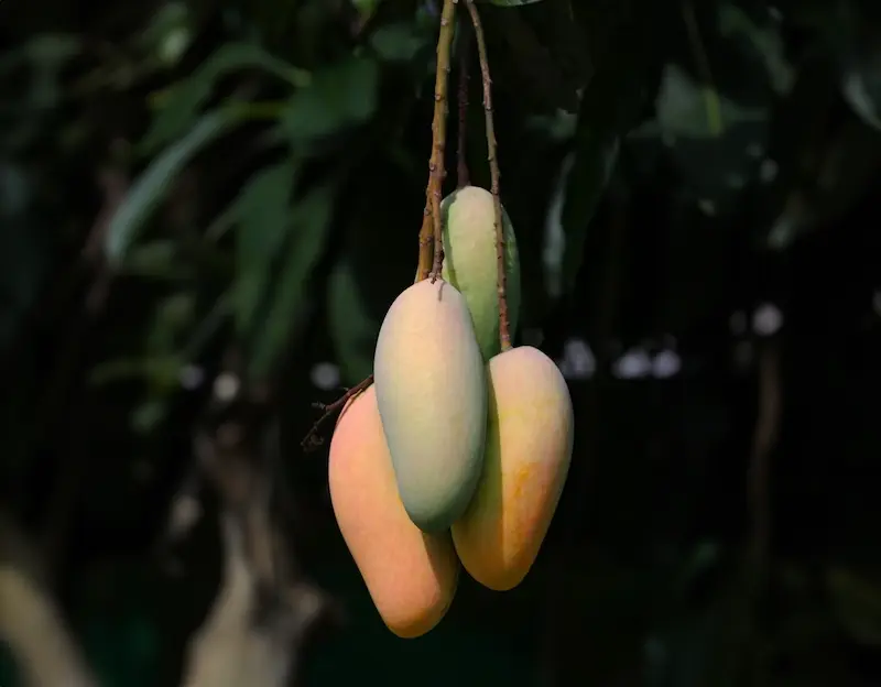 Malika  mango