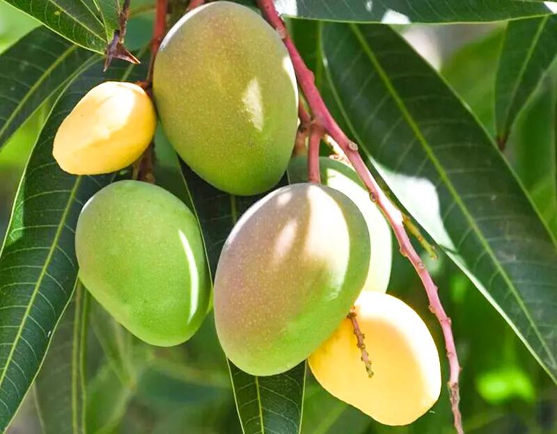 Totapuri mango