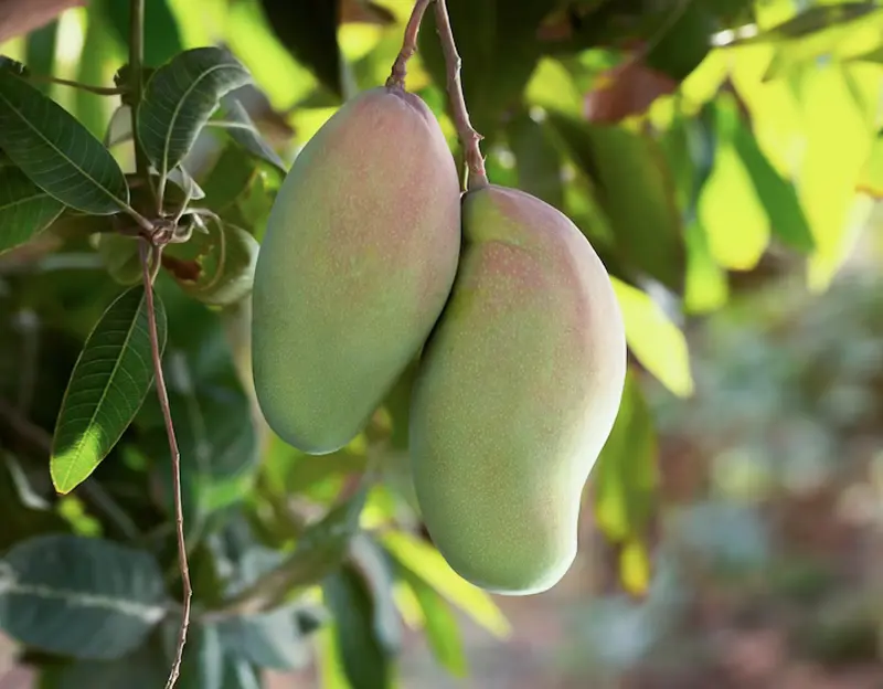 Badami Mango