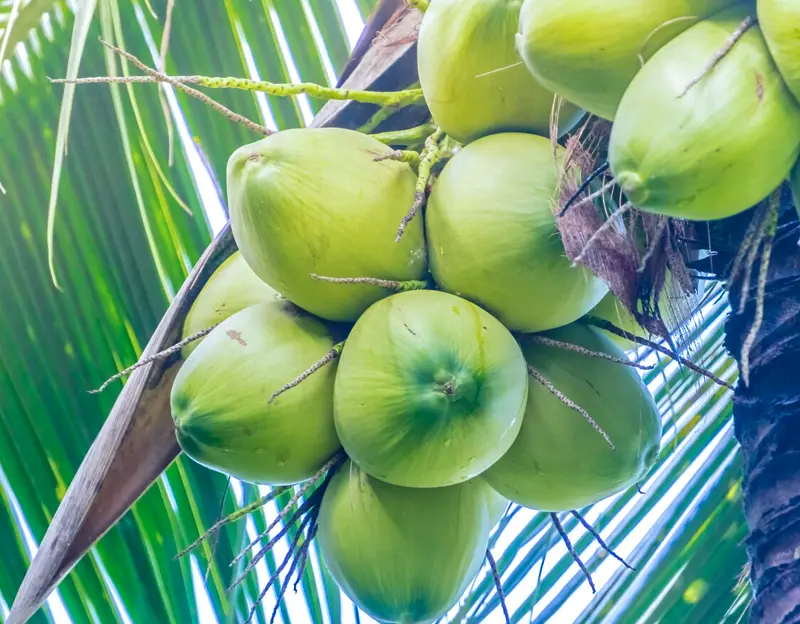 Green fresh Coconut india