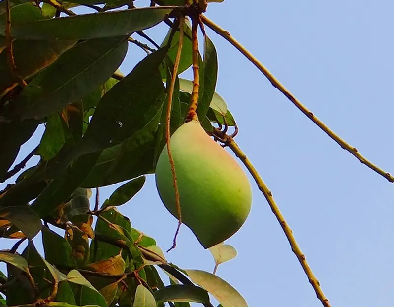 Totapuri mango